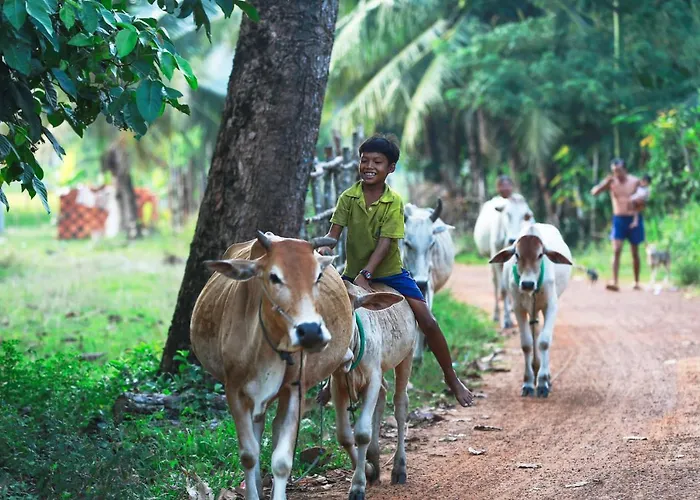 Chansor 3 By Siem Reap Homesteading * Phumi Trach Pok